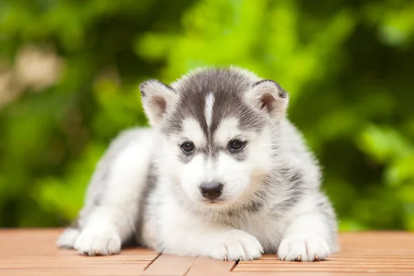 Siberische Husky Puppy Buiten — Stockfoto