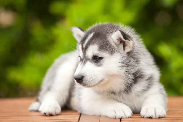 Chiot Husky Sibérie Extérieur — Photo