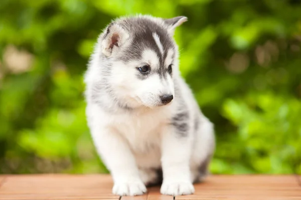 Siberiano Husky Cachorro Aire Libre —  Fotos de Stock