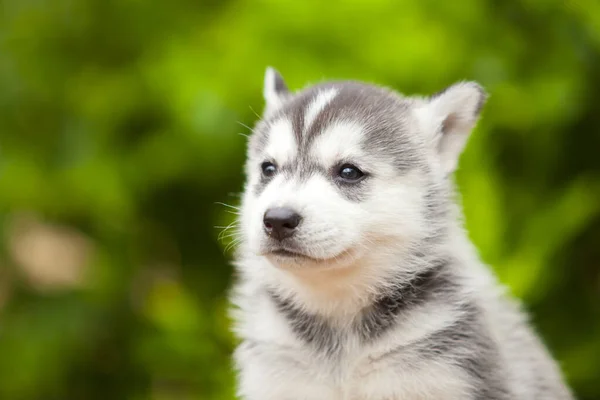 シベリアハスキー子犬屋外 — ストック写真