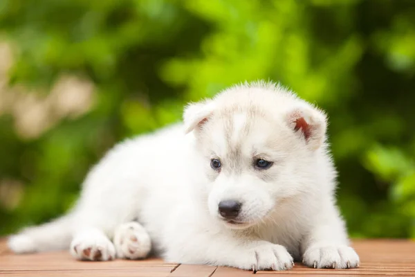 Σιβηρίας Husky Κουτάβι Εξωτερικούς Χώρους — Φωτογραφία Αρχείου