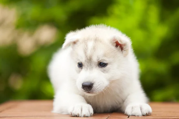 シベリアハスキー子犬屋外 — ストック写真