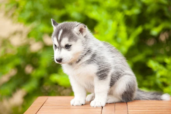 Siberian Husky Puppy Outdoors — Stock Photo, Image