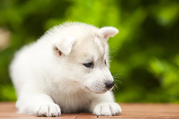 Σιβηρίας Husky Κουτάβι Εξωτερικούς Χώρους — Φωτογραφία Αρχείου