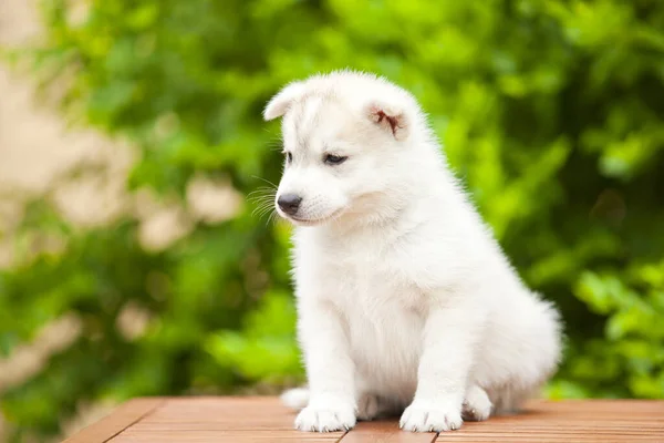 Siberian Husky Puppy Outdoors — Stock Photo, Image