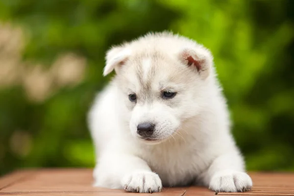 Siberiano Husky Cachorro Aire Libre —  Fotos de Stock