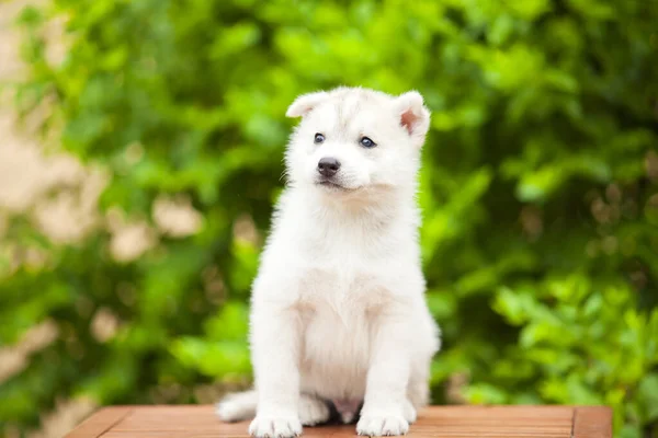 Siberian Husky Puppy Outdoors — Stock Photo, Image