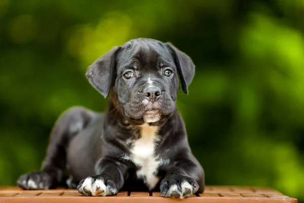 かわいい子犬ケーンコルソ屋外 — ストック写真