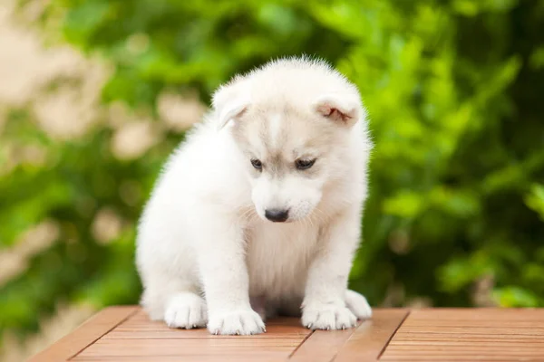 Syberyjski Szczeniak Husky Zewnątrz — Zdjęcie stockowe