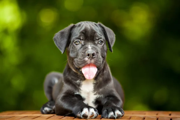 Cute Puppy Cane Corso Outdoor — Stock Photo, Image