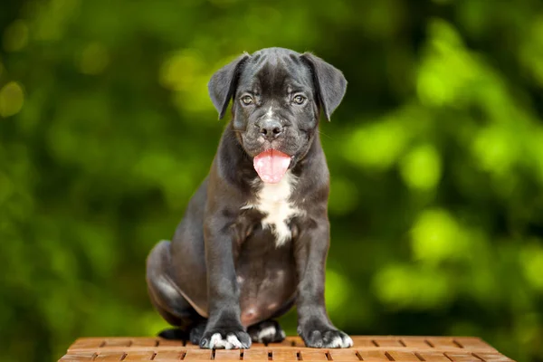 Bonito Filhote Cachorro Cana Corso Livre — Fotografia de Stock