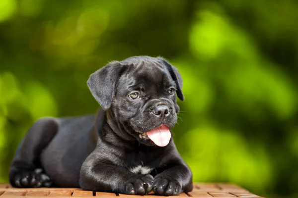 Leuke Puppy Cane Corso Outdoor — Stockfoto