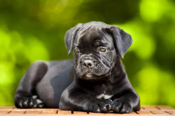 Lindo Cachorro Bastón Corso Aire Libre —  Fotos de Stock