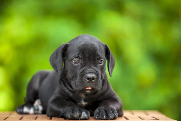 Lindo Cachorro Bastón Corso Aire Libre —  Fotos de Stock