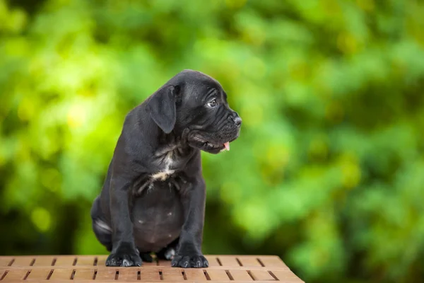 Aranyos Puppy Cane Corso Szabadtéri — Stock Fotó