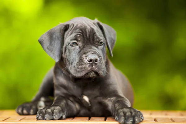 Leuke Puppy Cane Corso Outdoor — Stockfoto