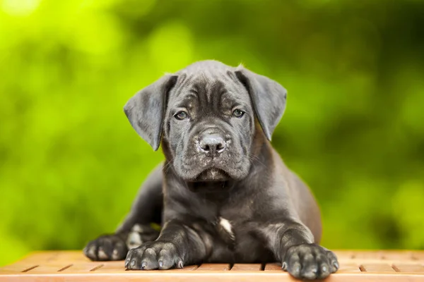 Leuke Puppy Cane Corso Outdoor — Stockfoto