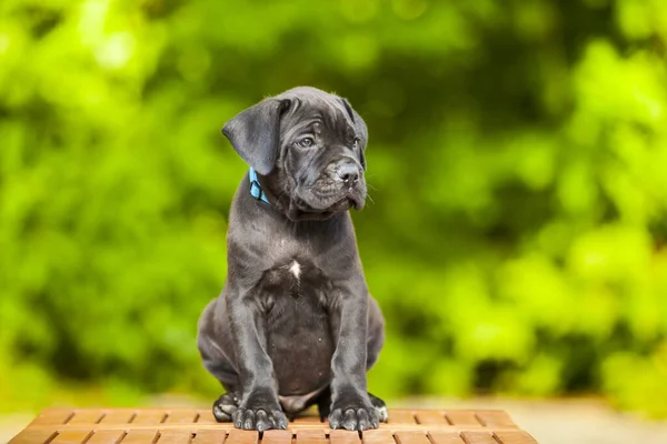 Lindo Cachorro Bastón Corso Aire Libre —  Fotos de Stock