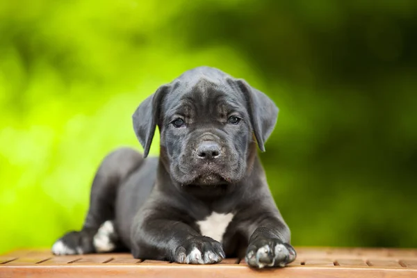 Cute Puppy Cane Corso Outdoor — Stock Photo, Image