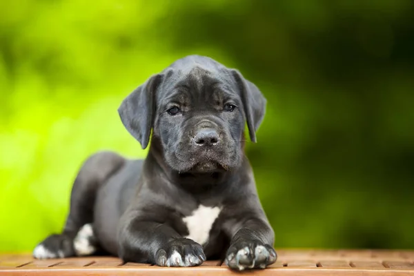 Cute Puppy Cane Corso Outdoor — Stock Photo, Image