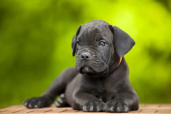 Cute Puppy Cane Corso Outdoor — Stock Photo, Image