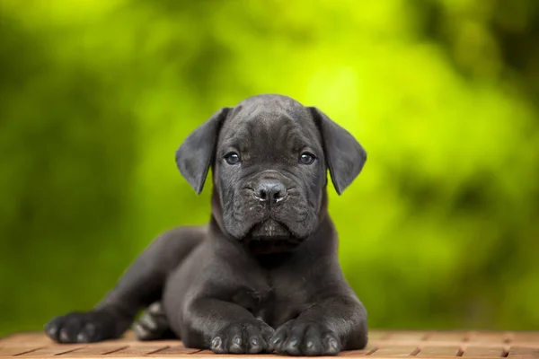 Lindo Cachorro Bastón Corso Aire Libre —  Fotos de Stock