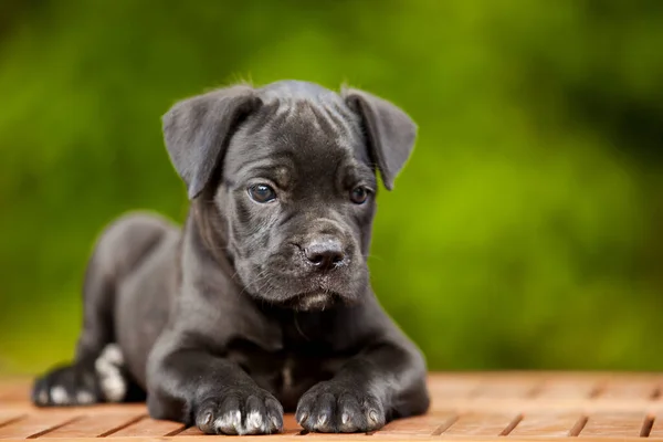 Leuke Puppy Cane Corso Outdoor — Stockfoto