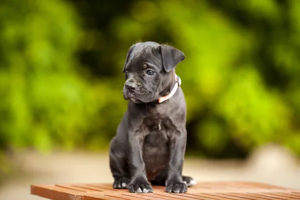 Aranyos Puppy Cane Corso Szabadtéri — Stock Fotó