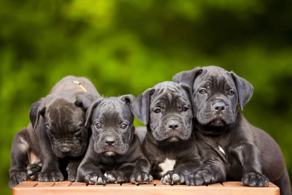 Cute Puppies Cane Corso Outdoor — Stock Photo, Image