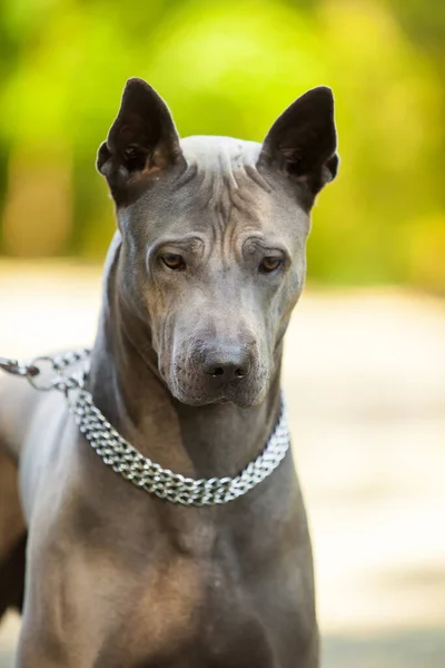 Portrait Thai Ridgeback Dog — Stock Photo, Image
