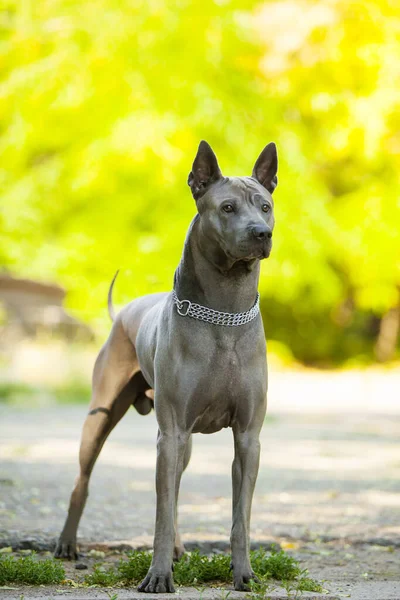 Tajski Pies Ridgeback Zewnątrz — Zdjęcie stockowe