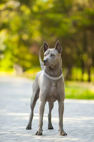 Thailändischer Ridgeback Hund Freien — Stockfoto