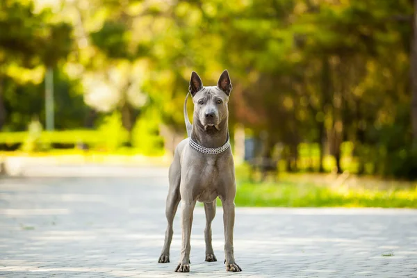 Тайская Горная Собака Открытом Воздухе — стоковое фото