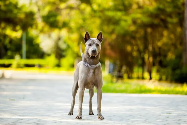 Thailändischer Ridgeback Hund Freien — Stockfoto
