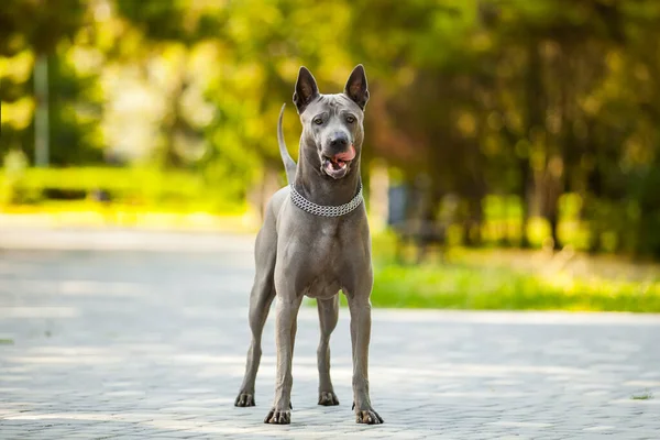 Thai Ridgeback Cane All Aperto — Foto Stock