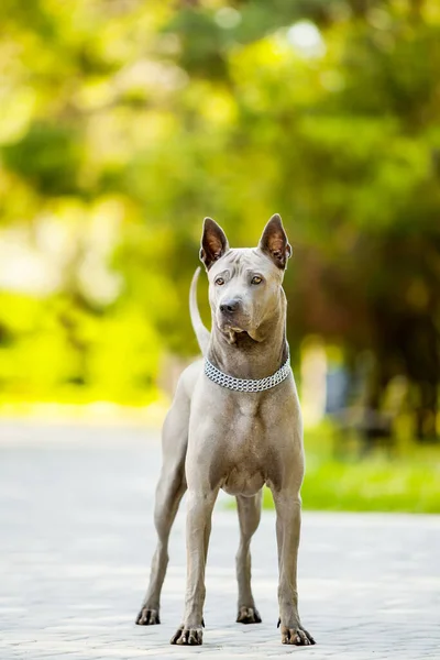 Thajský Ridgeback Pes Venku — Stock fotografie