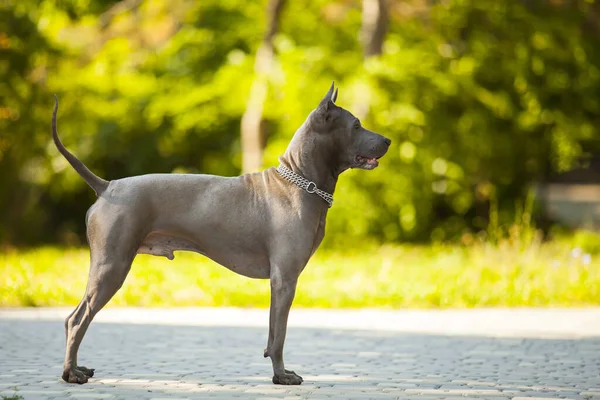 タイのリッジバック犬屋外 — ストック写真