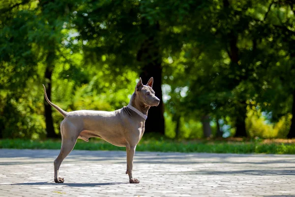 Thai Ridgeback Dog Outdoors — Stok Foto