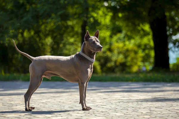 Thajský Ridgeback Pes Venku — Stock fotografie