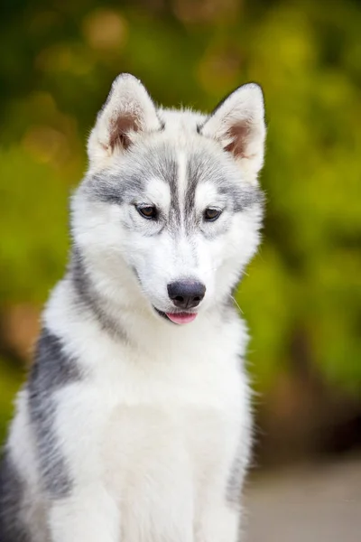 Sibirien Husky Valp Utomhus — Stockfoto