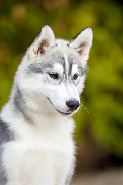 Cachorrinho Husky Siberiano Livre — Fotografia de Stock