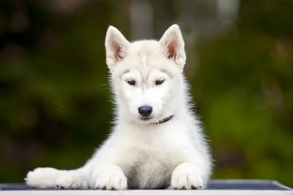 Siberiano Husky Cachorro Aire Libre —  Fotos de Stock