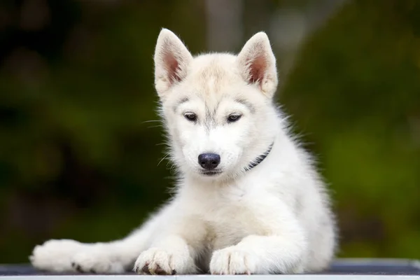 Siberian Husky Puppy Outdoors — Stock Photo, Image