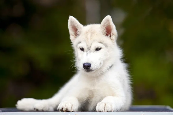 シベリアハスキー子犬屋外 — ストック写真