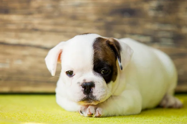 American Staffordshire Terrier Puppy — Stock Photo, Image