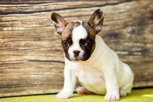 Söt Fransk Bulldogg Valp Studio — Stockfoto