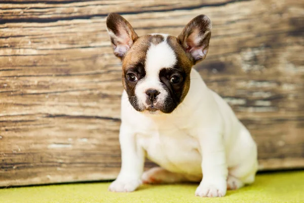 Bonito Filhote Cachorro Bulldog Francês Estúdio — Fotografia de Stock