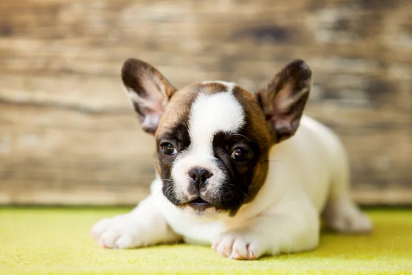Cute French Bulldog Puppy Studio — Stock Photo, Image