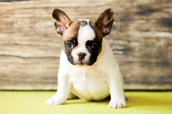 Lindo Perrito Bulldog Francés Estudio —  Fotos de Stock