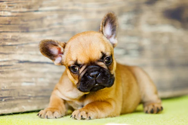 Söt Fransk Bulldogg Valp Studio — Stockfoto